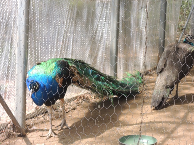 都内唯一 キリンとペンギンが見れる羽村市動物公園 小銭スト
